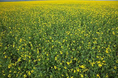 《赛博朋克2077》剧情DLC或将在科隆展上公布